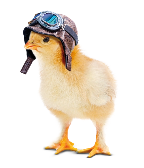 Best Poultry Technology | Chick aviator