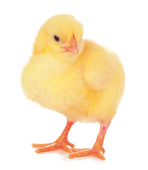 Best Poultry Technology | Chick