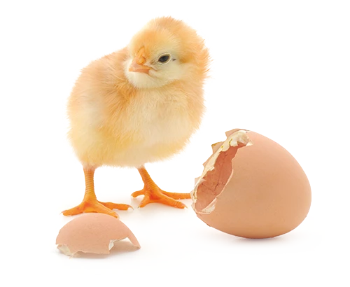 Best Poultry Technology | Chicken egg shell