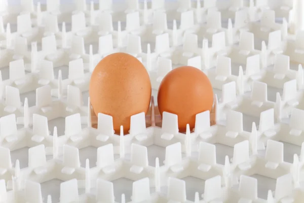 Setter Tray | Best Poultry Technology