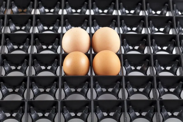 Setter Tray | Best Poultry Technology