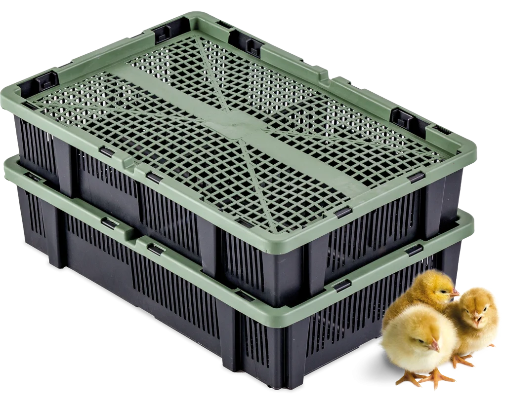 Chick Transport System | Best Poultry Technology