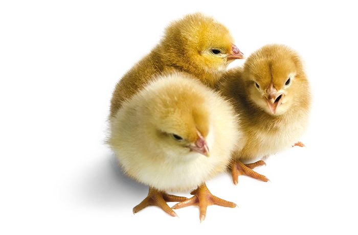 Chicks | Best Poultry Technology