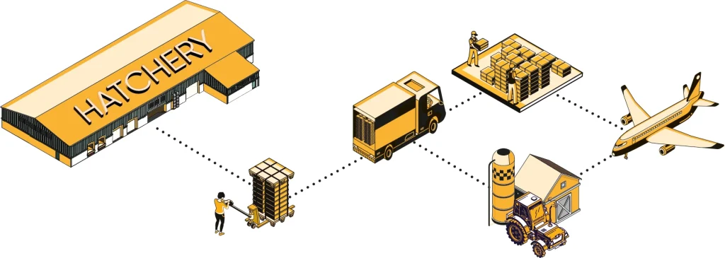 From Hatchery to Farm