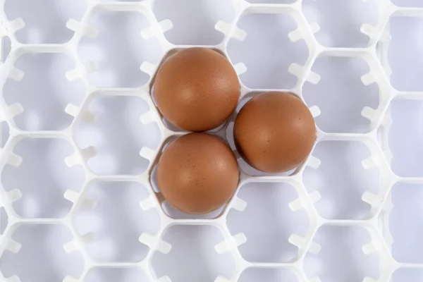 Bandeja de incubadora | Best Poultry Technology