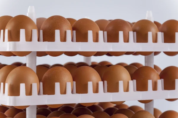 Bandeja de incubadora | Best Poultry Technology
