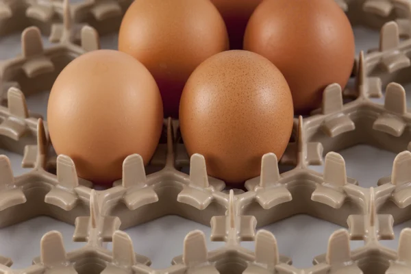 Setter Tray | Best Poultry Technology