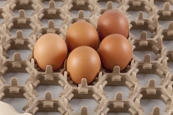 Setter Tray | Best Poultry Technology