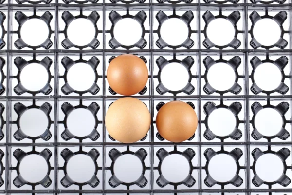 Setter Tray | Best Poultry Technology