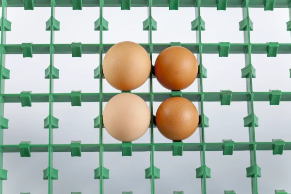 Bandeja de incubación | Best Poultry Technology