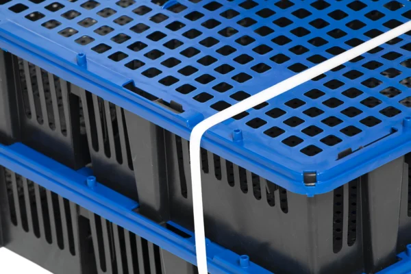 Caja de transporte de pollitos | Best Poultry Technology