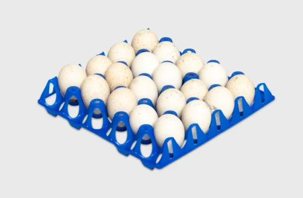 Egg Transport Systems | Best Poultry Technology