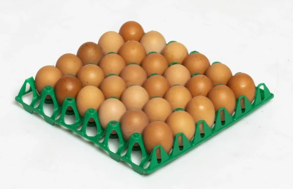 Egg Transport Systems | Best Poultry Technology