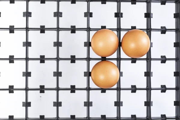 Bandeja de incubación | Best Poultry Technology
